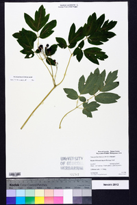 Caulophyllum thalictroides image