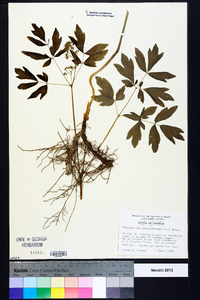 Caulophyllum thalictroides image