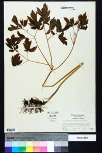 Caulophyllum thalictroides image