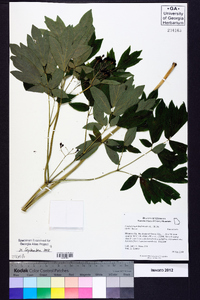 Caulophyllum thalictroides image