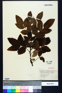 Mahonia aquifolium image