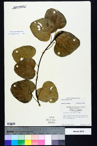 Nephroia carolina image