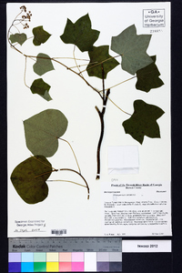 Menispermum canadense image