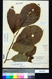 Magnolia acuminata image