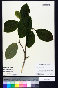 Magnolia acuminata image