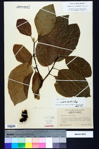 Magnolia acuminata image