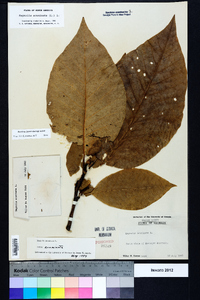 Magnolia acuminata image