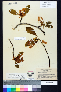 Magnolia acuminata image