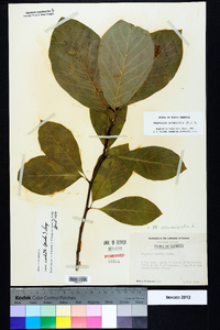 Magnolia acuminata image