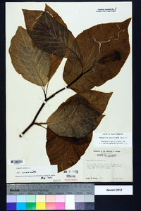 Magnolia acuminata image