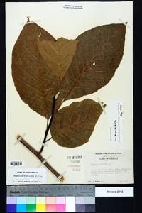 Magnolia acuminata image