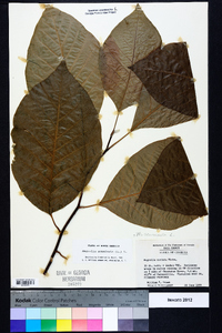 Magnolia acuminata image