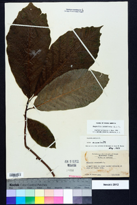 Magnolia acuminata image