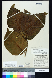 Magnolia acuminata image