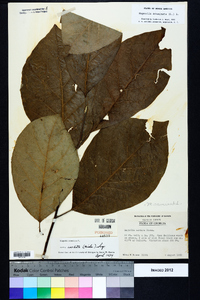 Magnolia acuminata image