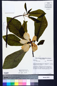 Magnolia fraseri image