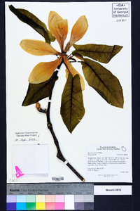 Magnolia fraseri image