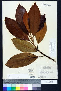 Magnolia grandiflora image