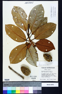 Magnolia grandiflora image