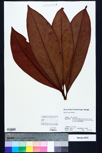 Magnolia grandiflora image