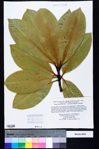 Magnolia grandiflora image