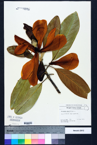 Magnolia grandiflora image