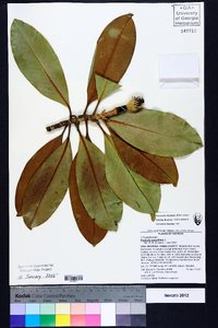 Magnolia grandiflora image