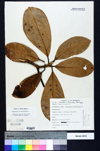 Magnolia grandiflora image