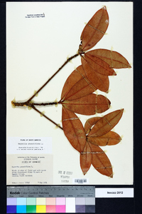 Magnolia grandiflora image