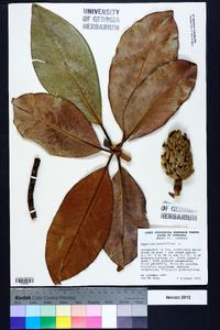 Magnolia grandiflora image