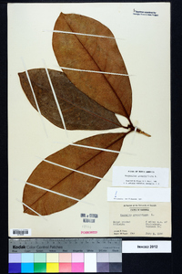 Magnolia grandiflora image