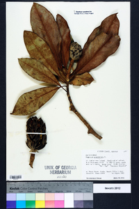 Magnolia grandiflora image