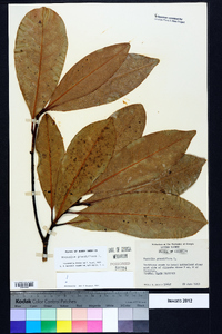 Magnolia grandiflora image