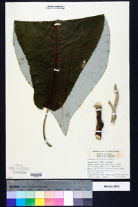 Magnolia macrophylla image