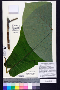 Magnolia macrophylla image