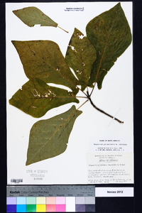 Magnolia pyramidata image