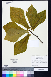 Magnolia pyramidata image