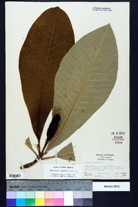 Magnolia tripetala image