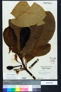 Magnolia tripetala image