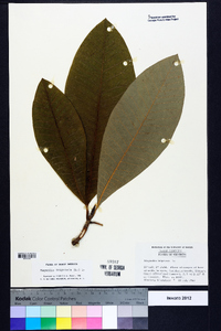 Magnolia tripetala image