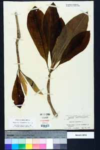 Magnolia tripetala image