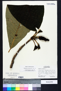 Magnolia tripetala image