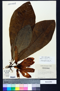 Magnolia tripetala image