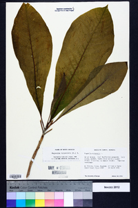 Magnolia tripetala image