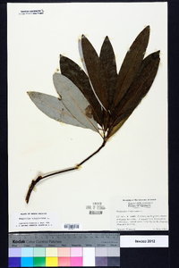 Magnolia virginiana image