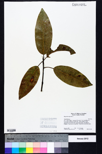 Magnolia virginiana image