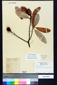 Magnolia virginiana image