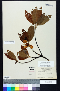 Magnolia virginiana image