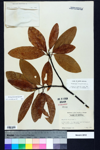 Magnolia virginiana image