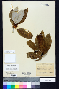 Magnolia virginiana image